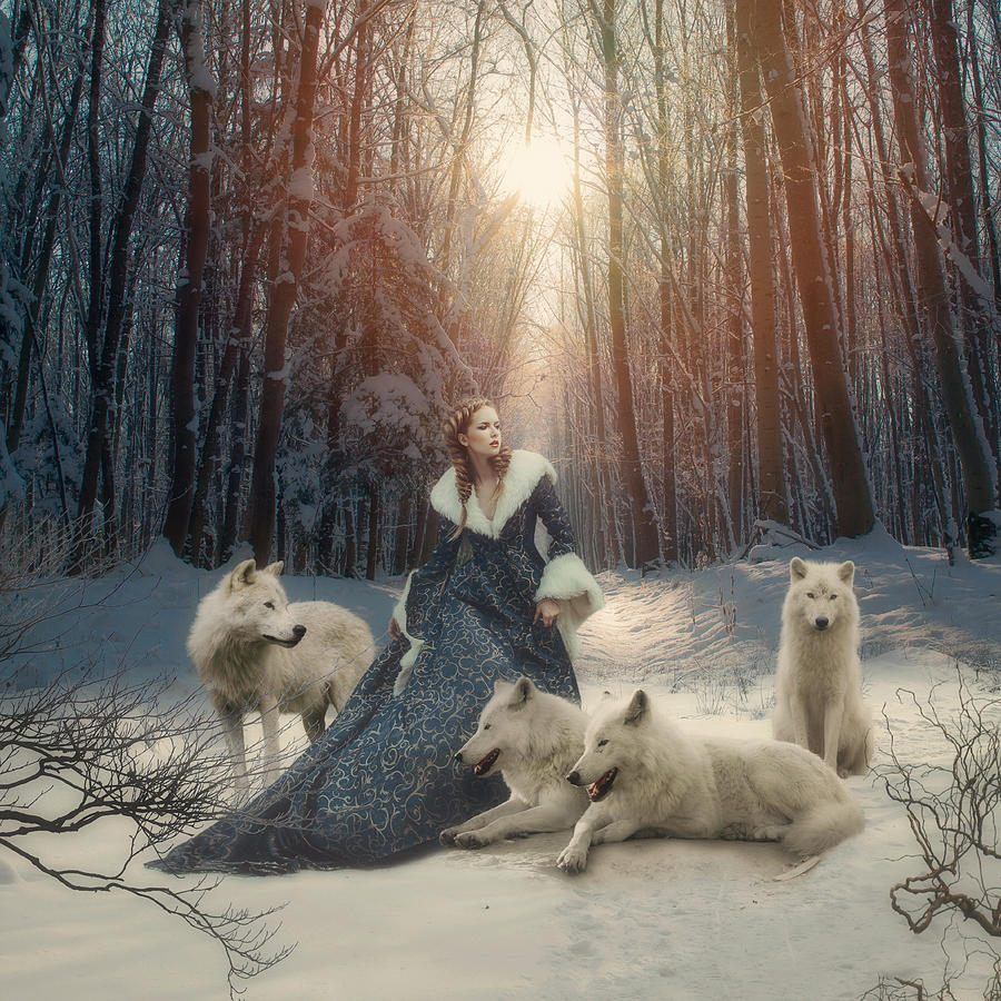 Winter Photograph - The white wolves by Cindy Grundsten