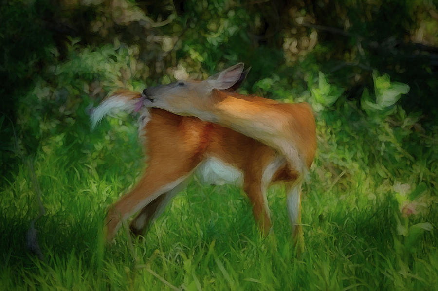 The Whitetail Digital Art by Ernest Echols