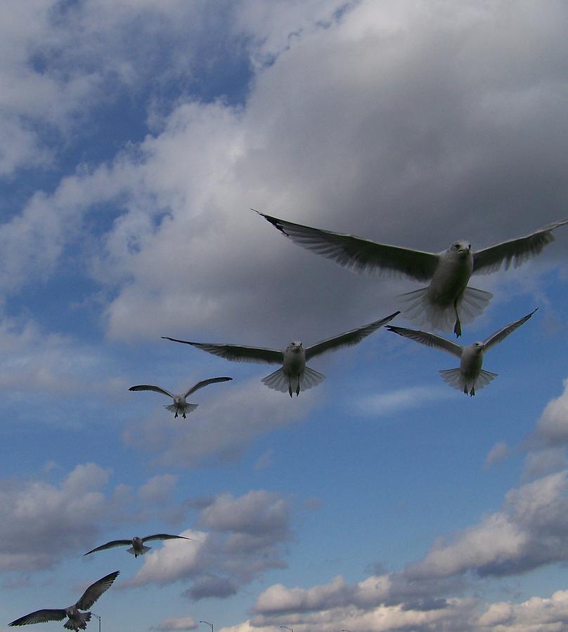 Gulls Photograph - The Whole Squadron by Jackie Mueller-Jones