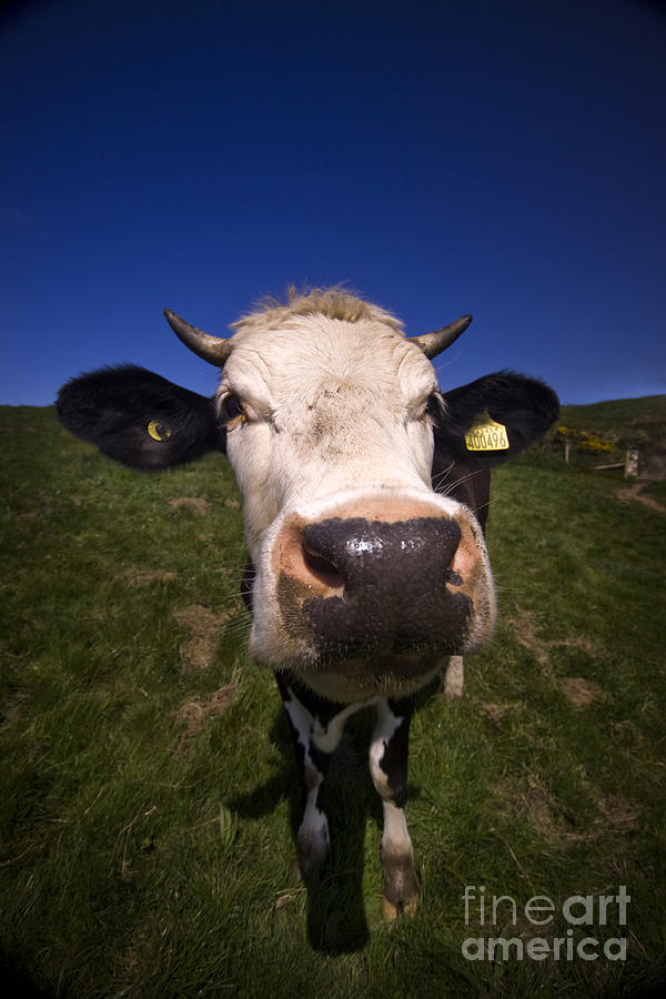 The wideangled cow  Photograph by Ang El