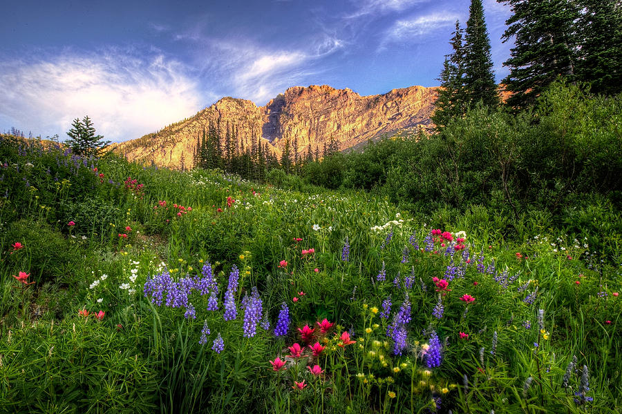 Summer Photograph - The Wild Albion Basin  by Ryan Smith