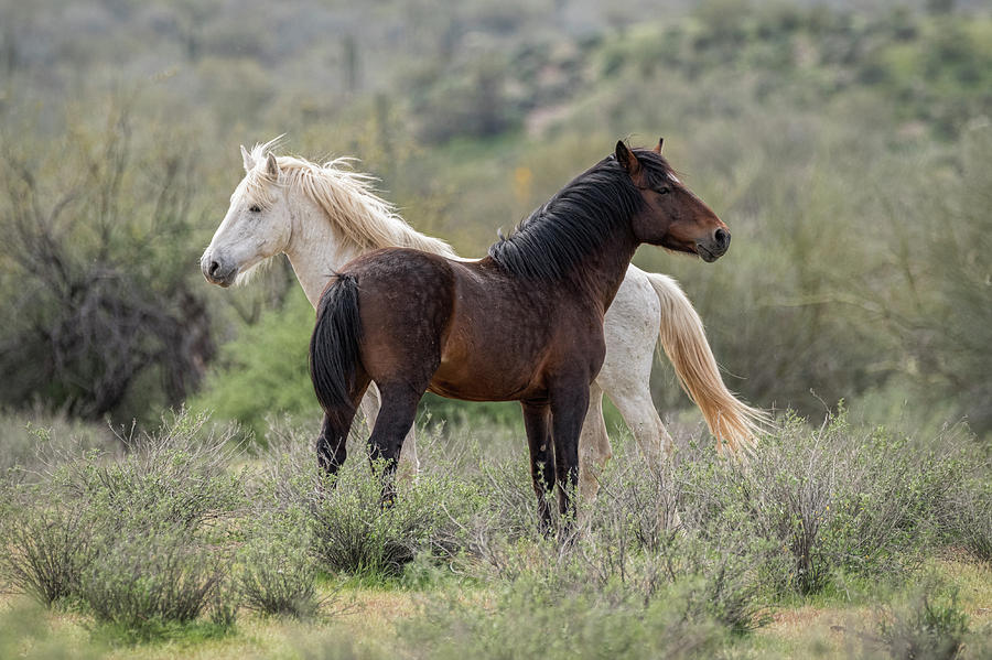 Horse Photograph - The Wild and Free  by Saija Lehtonen