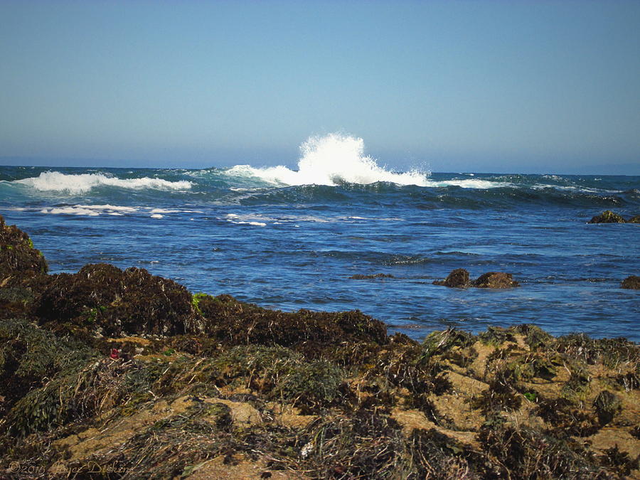 The Wild And Wonderful Pacific Four Photograph by Joyce Dickens - Fine ...