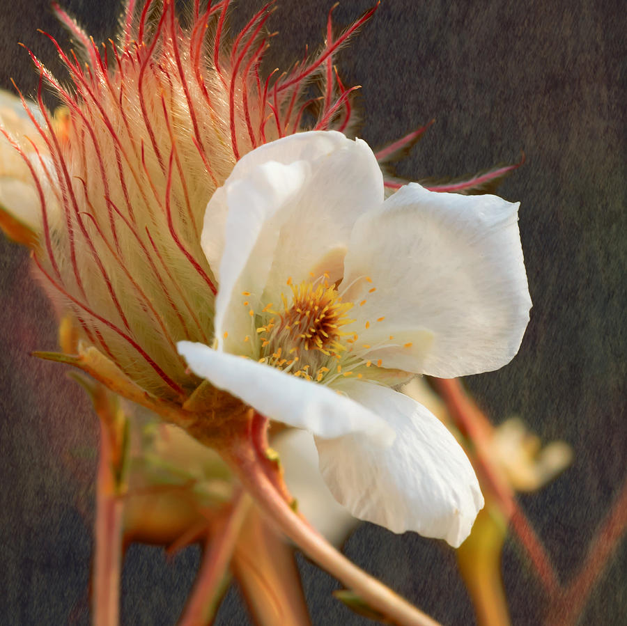 The Wild Apache Plume Photograph by Susan Rissi Tregoning