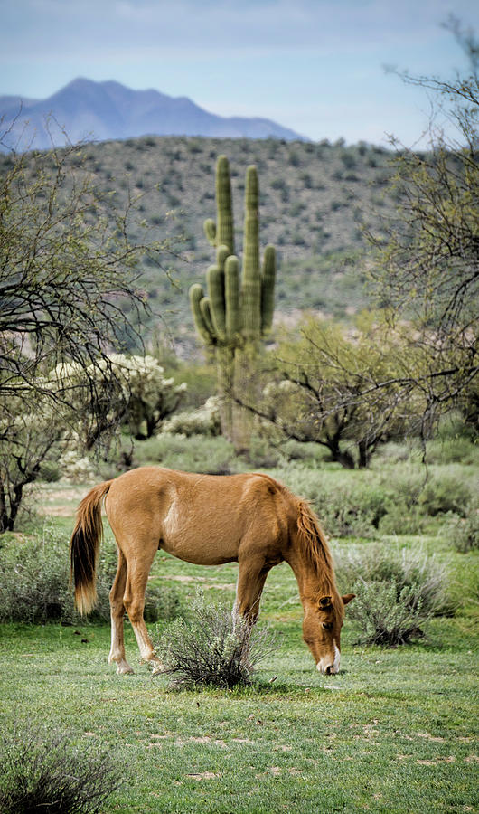 The Wild Arizona  Photograph by Saija Lehtonen