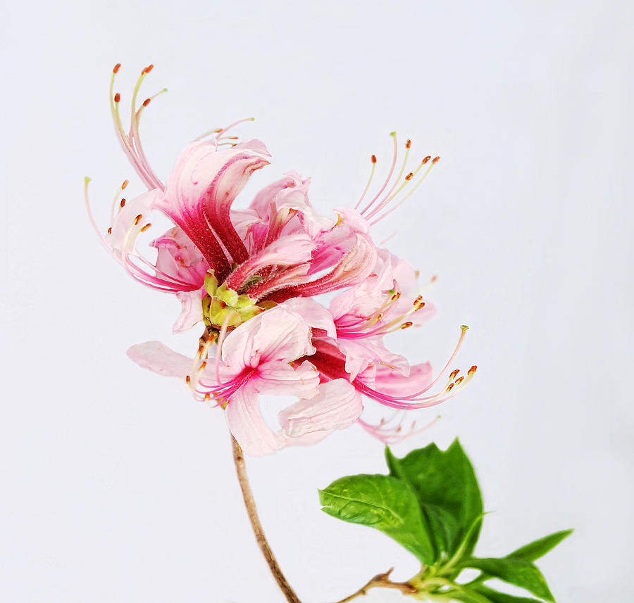 Spring Photograph - The Wild Azalea by Louise Kumpf