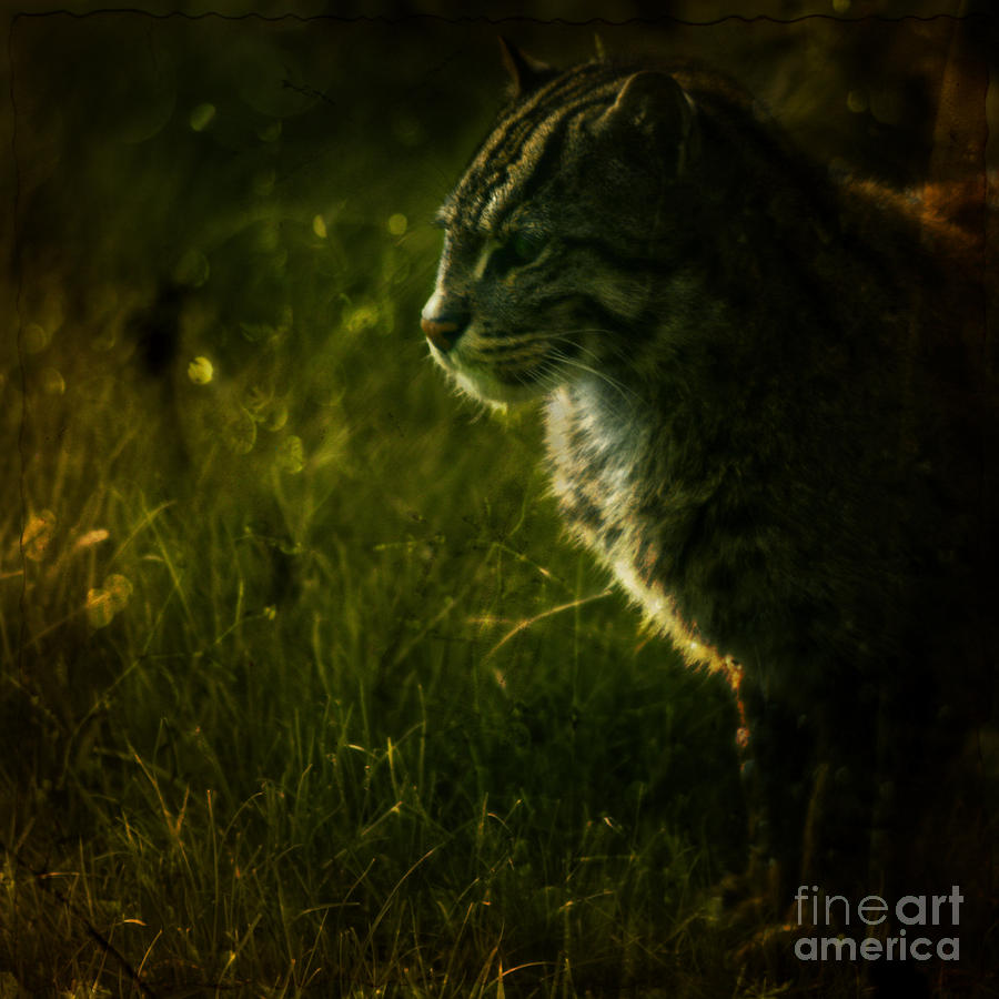 The wild cat Photograph by Ang El