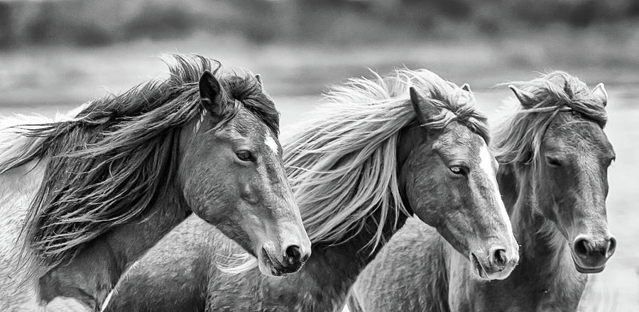 The Wild Horses of Assateague Island Photograph by Ken Fullerton