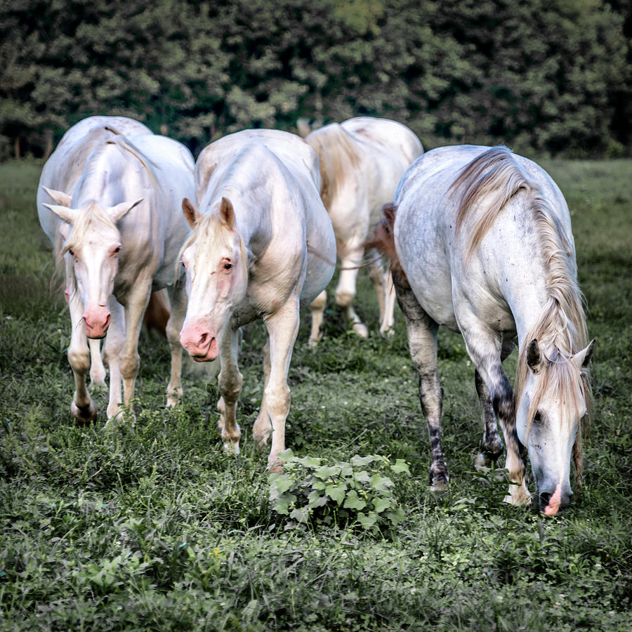 The Wild Horses of Shannon County MO 7R2_DSC1111_16-09-23632 Photograph by Greg Kluempers