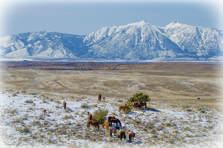Wild Horses Photograph - The Wild Horses Of The Carson Valley by Mary Cioffi Wild Horses Photograph - The Wild Horses Of The Carson Valley by Mary Cioffi