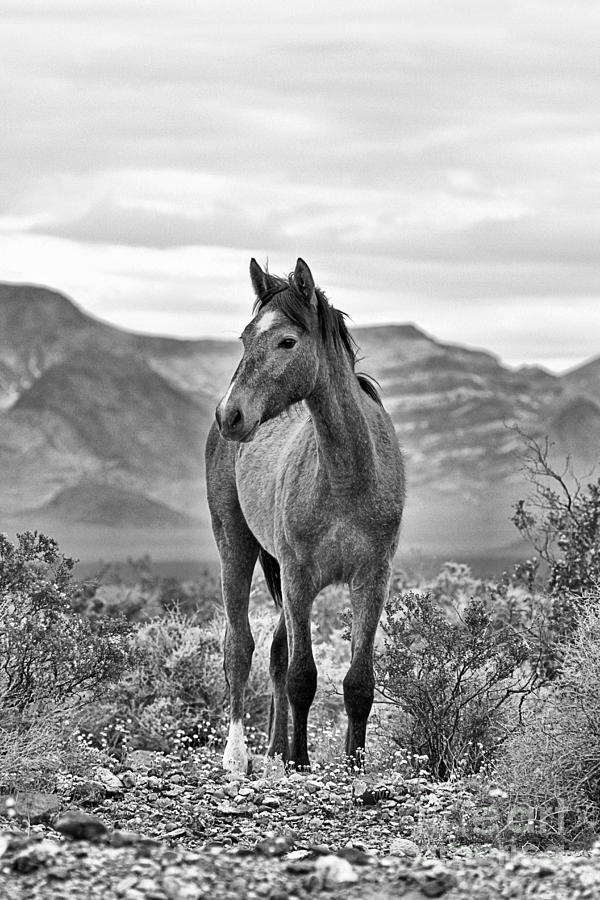 The Wild One Black And White Photograph by Adam Jewell