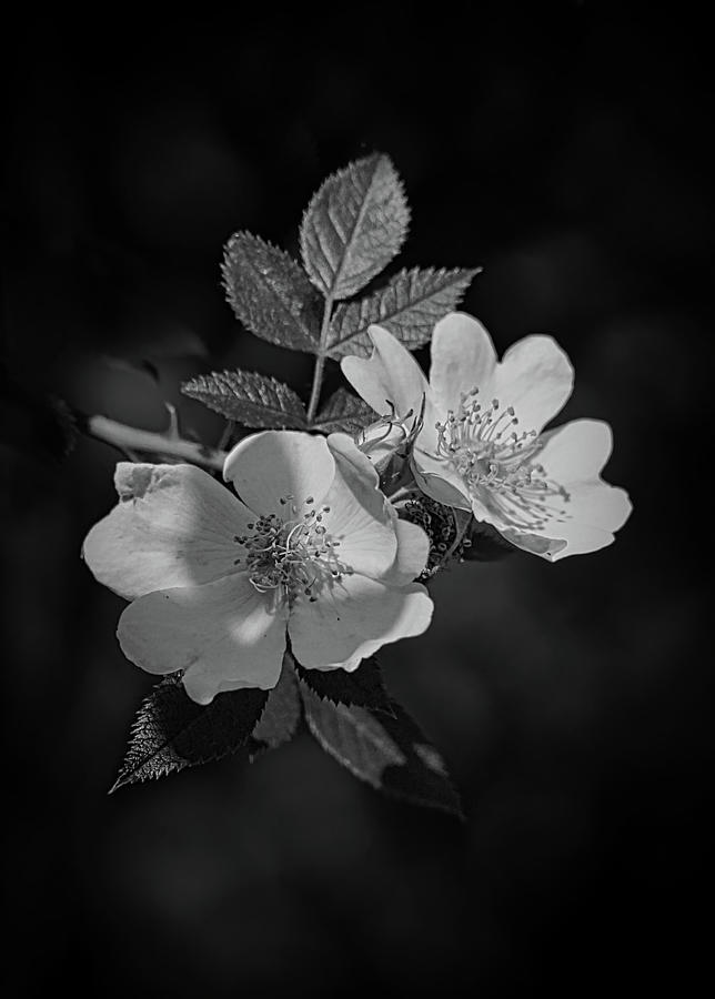 The Wild Roses BW Photograph by Ernest Echols