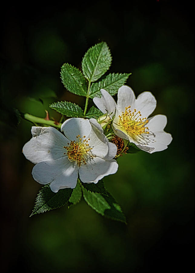The Wild Roses Photograph by Ernest Echols