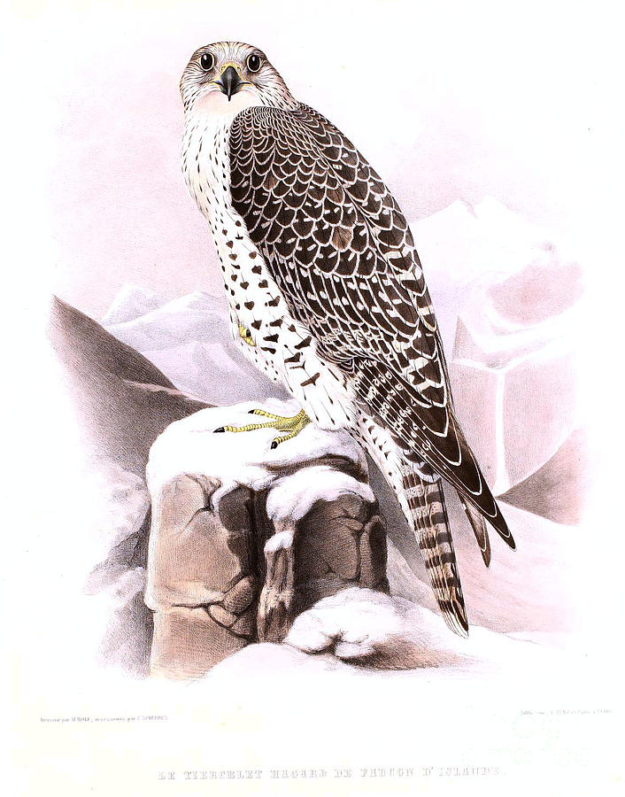 The wild tiercel Iceland Falcon Painting by Celestial Images