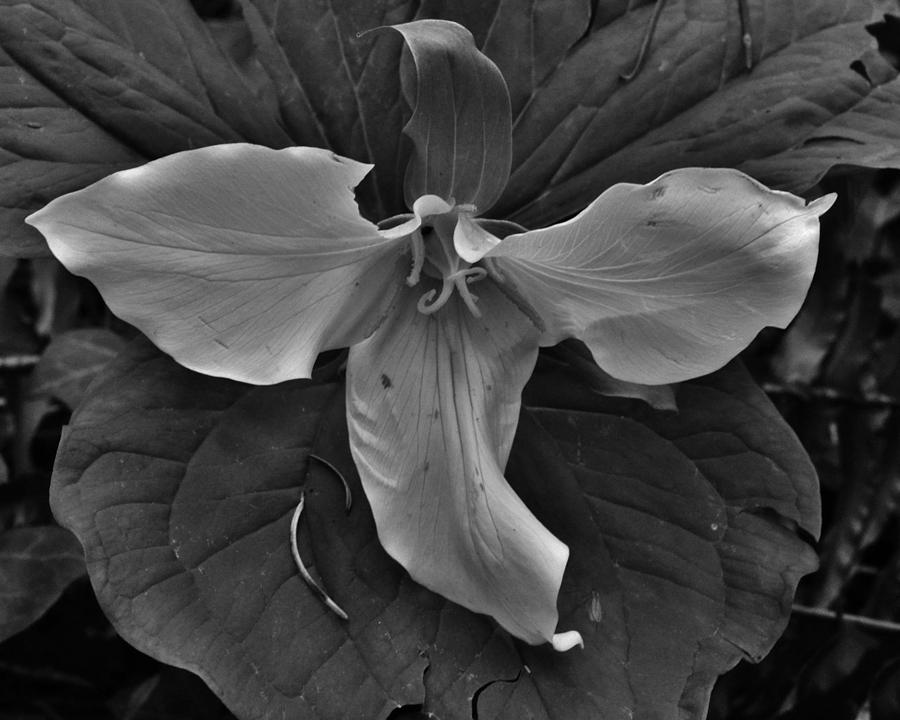 The Open Trillium BW Photograph by Charles Lucas