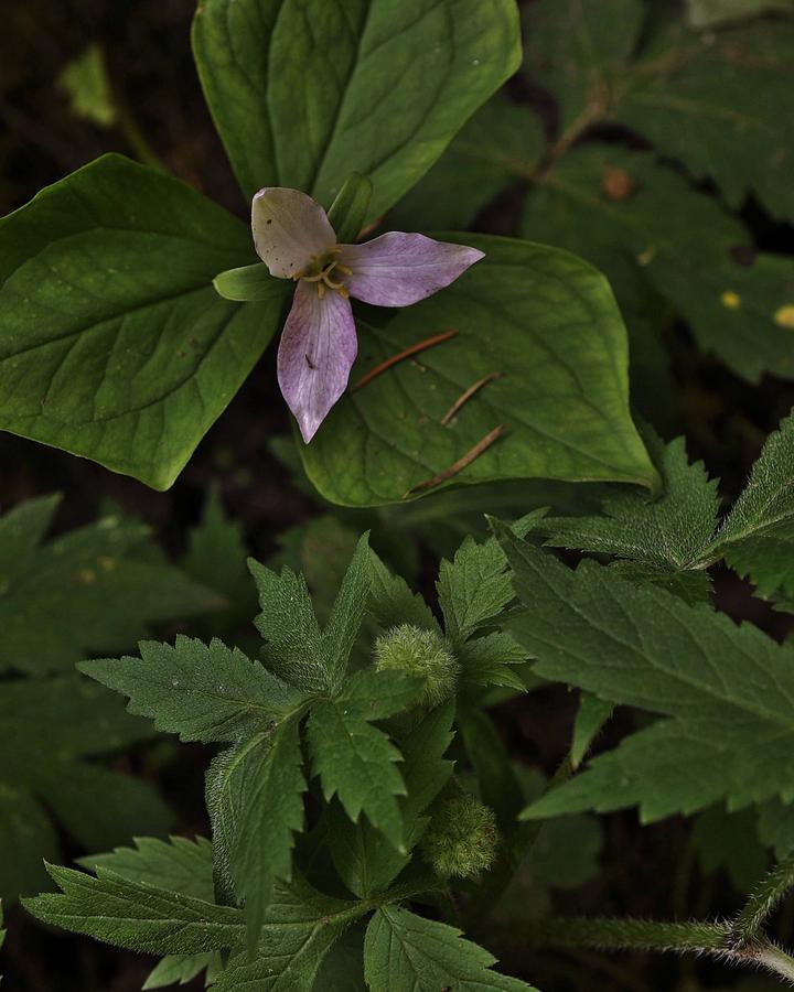 The Wild Trillium in Bloom Photograph by Charles Lucas