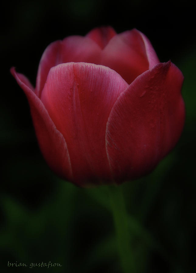 The Wild Tulip Photograph by Brian Gustafson