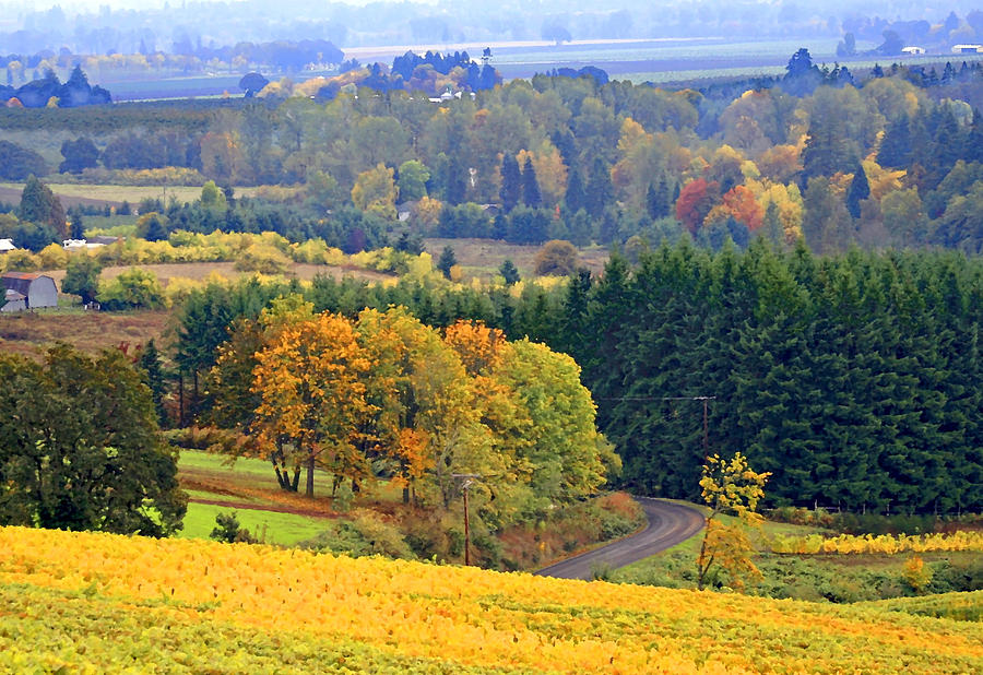 Tree Photograph - The Willamette Valley by Margaret Hood