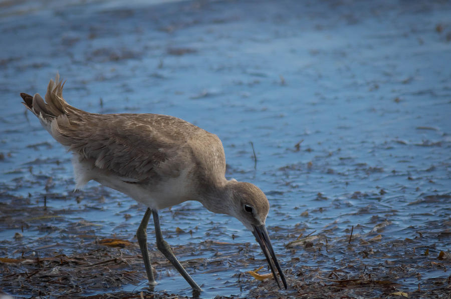 The Willet on Shore Photograph by George Kenhan
