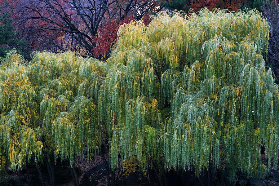 The Willows of Central Park Photograph by Lorraine Devon Wilke