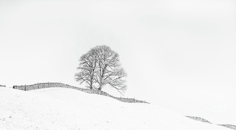 Tree Photograph - The Winding Wall by Janet Burdon