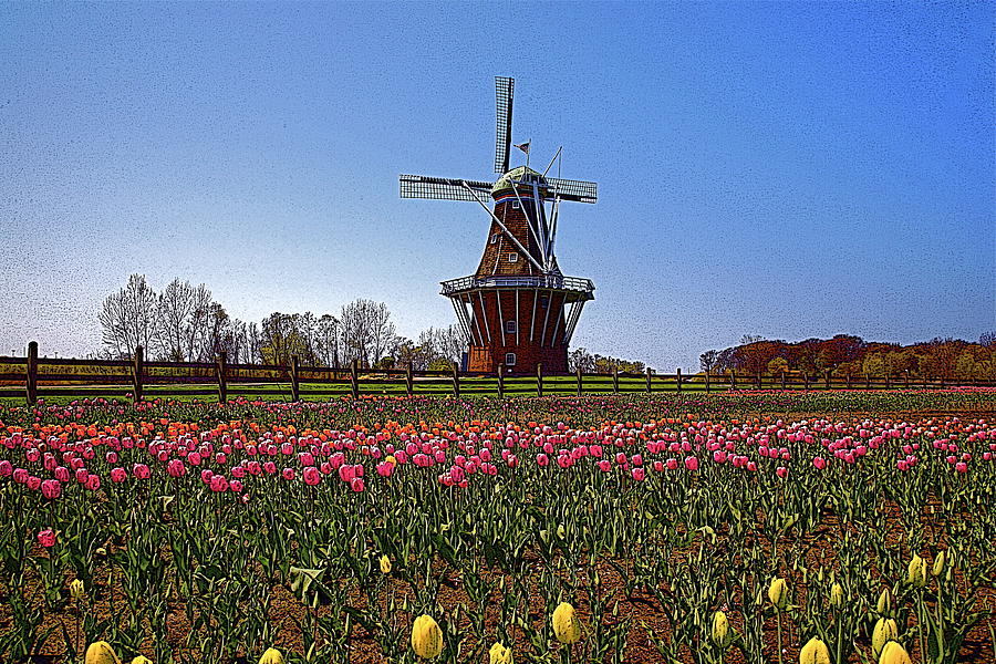 Tulip Photograph - The windmill poster by Robert Pearson