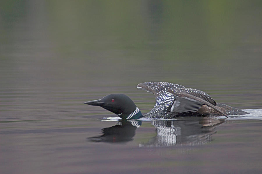 Wildlife Photograph - The Wing Walk Part 1- Common loon - Gavia Immer by Spencer Bush