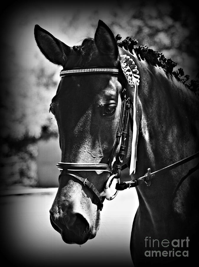 Horse Photograph - The Winner by Clare Bevan