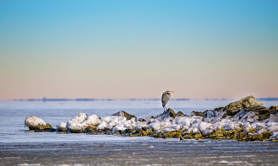 The Winter Heron Photograph by Patrick Wolf