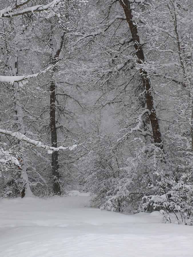 The Winter Path Photograph by DeeLon Merritt