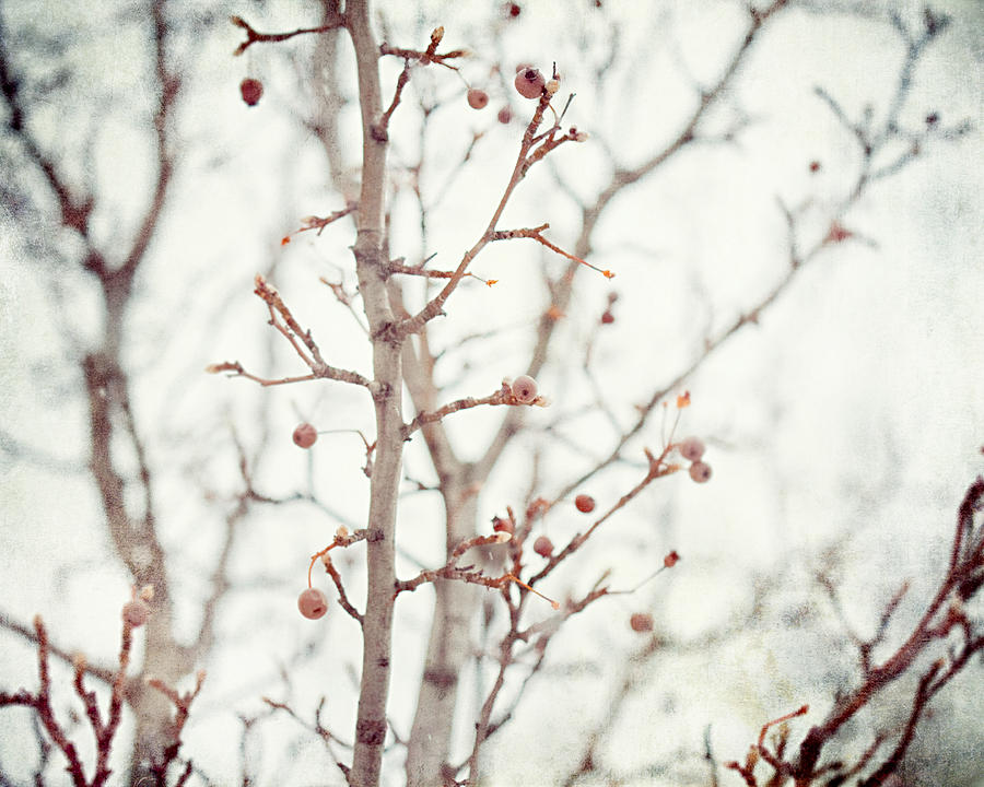 Winter Photograph - The Winter Pear by Lisa R