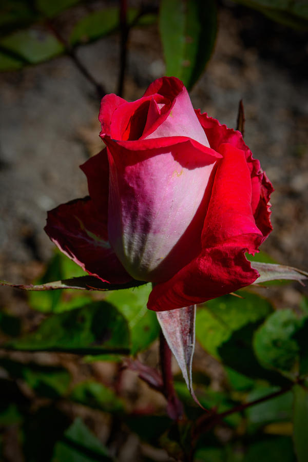 The Winter Rose Photograph by Tikvahs Hope