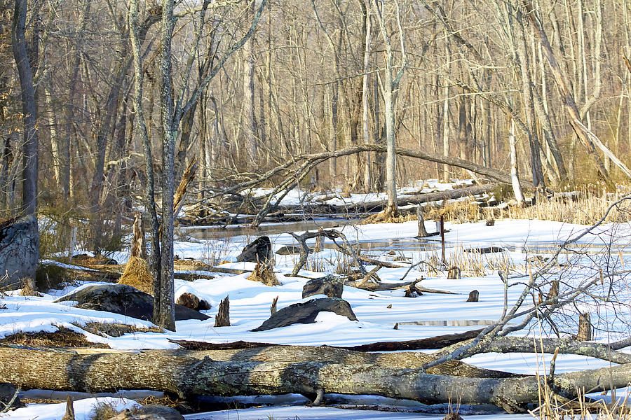 The Winter Swamp Photograph by Carol Senske