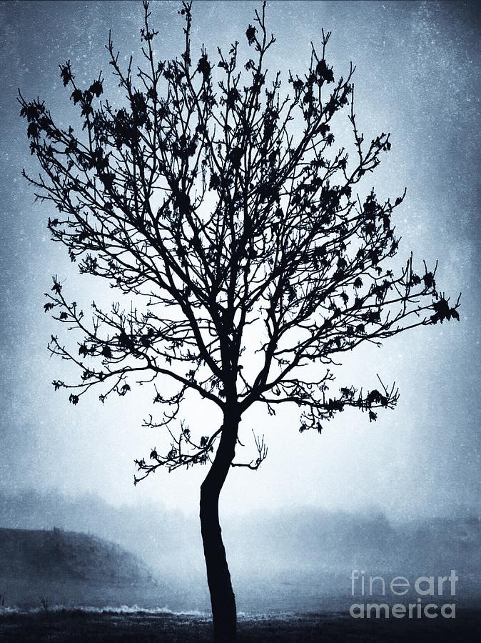 The Winter Tree Photograph