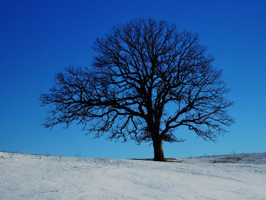 The Winter Tree Photograph by Lori Frisch