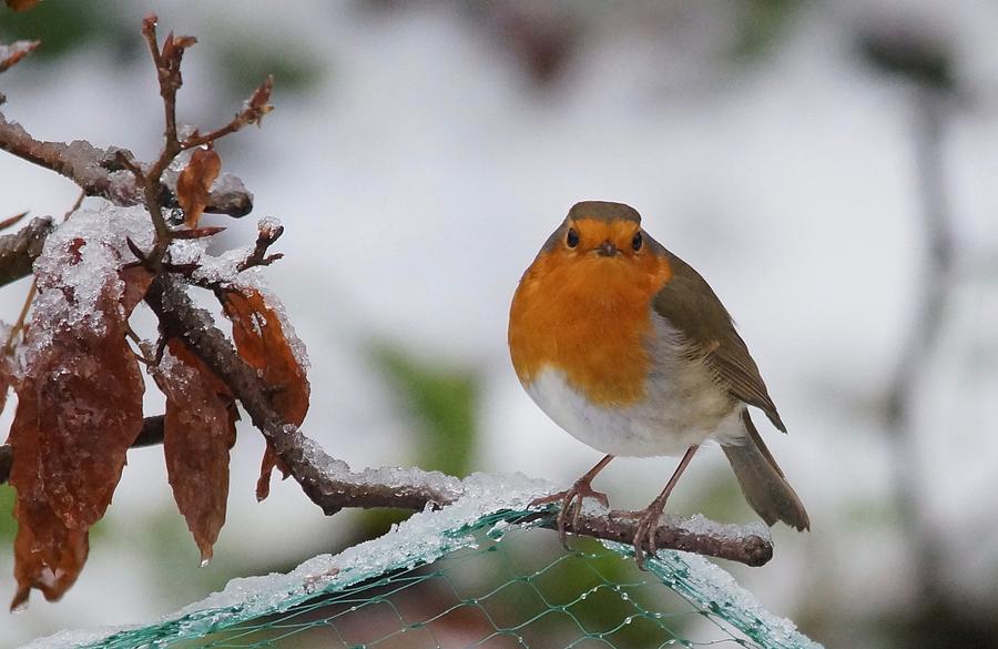 The Winter Visitor Photograph by Deborah Lister - Fine Art America