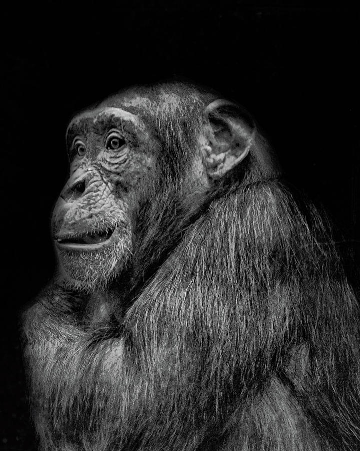 The Wise Chimp Photograph by Martin Newman - Fine Art America