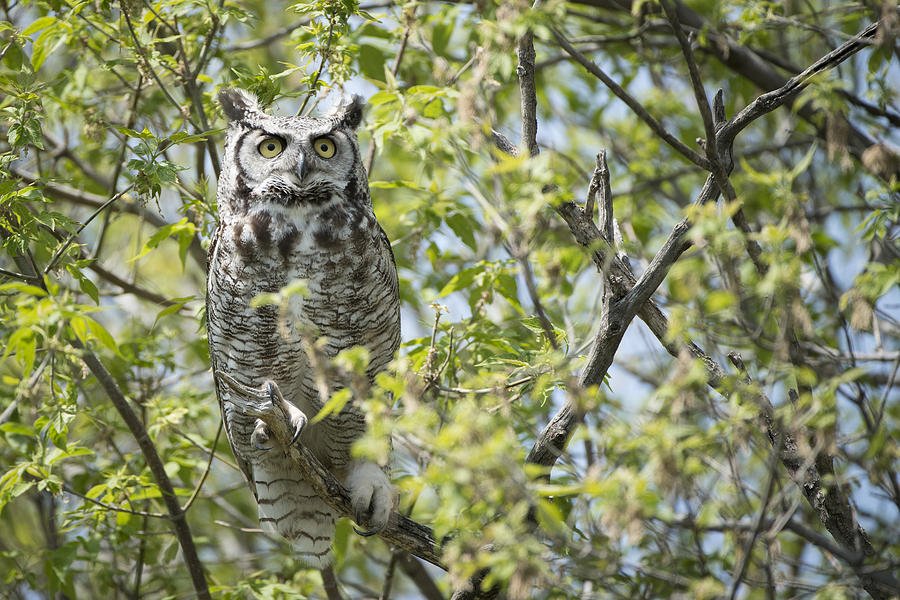 Owl Photograph - The Wise Great Horned Owl by Bill Cubitt
