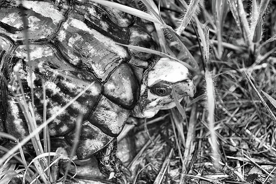 The Wise Old Turtle Black and White Photograph by JC Findley