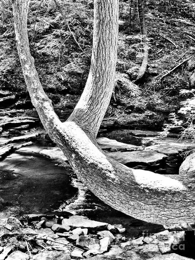 The Wishbone Tree BW Photograph by Rachel Hannah