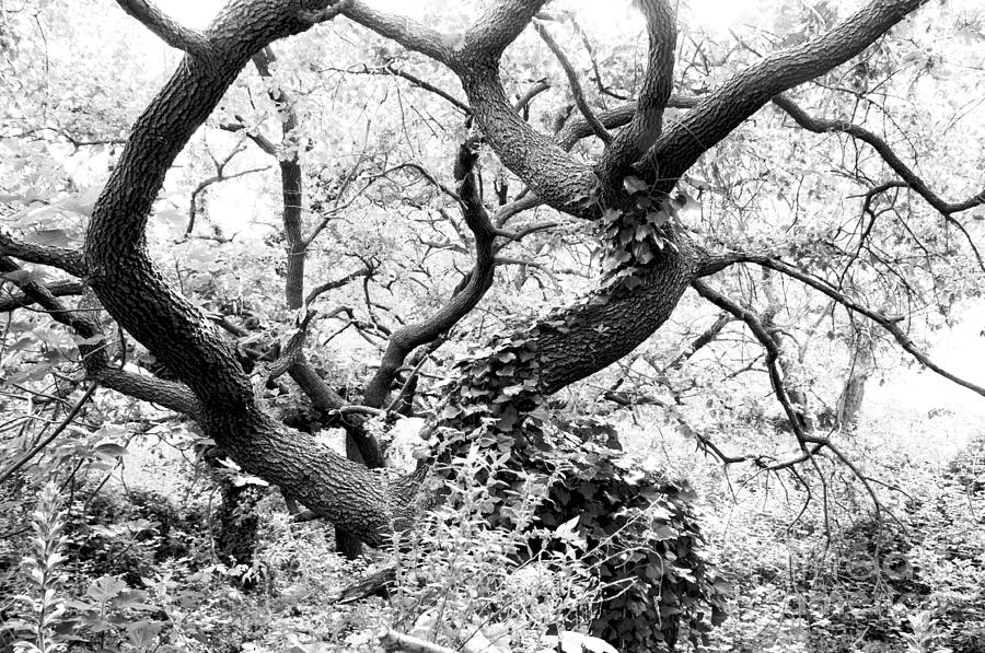The Witches Tree Photograph by Leonardo Fanini