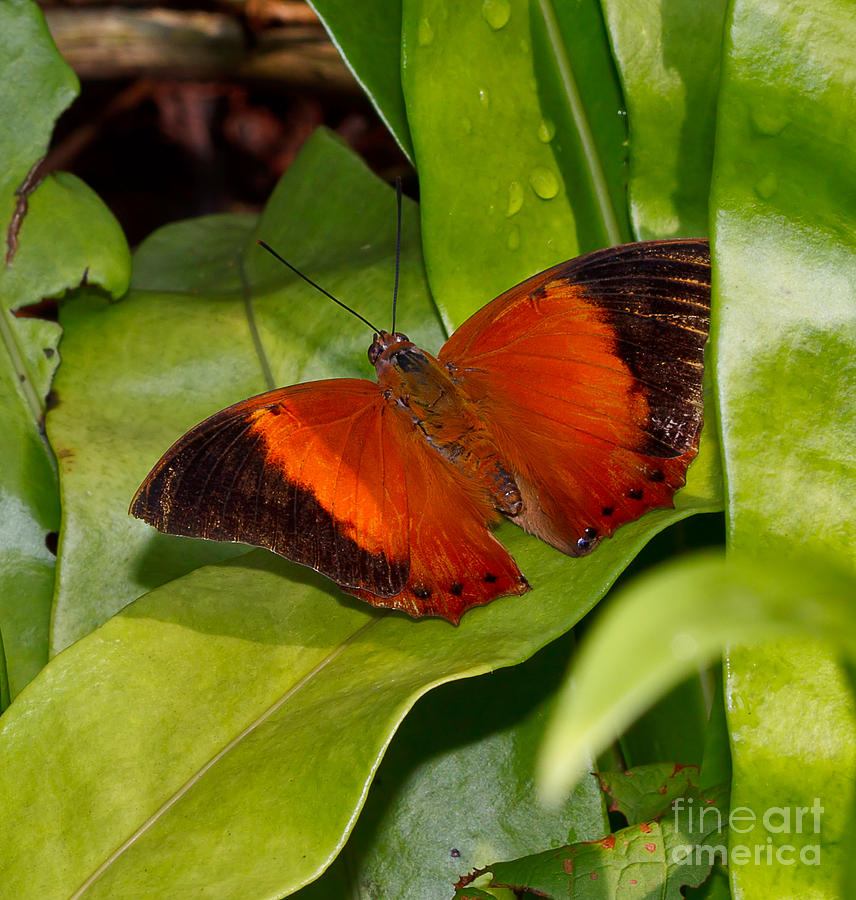 The Wizard butterfly Photograph by Louise Heusinkveld