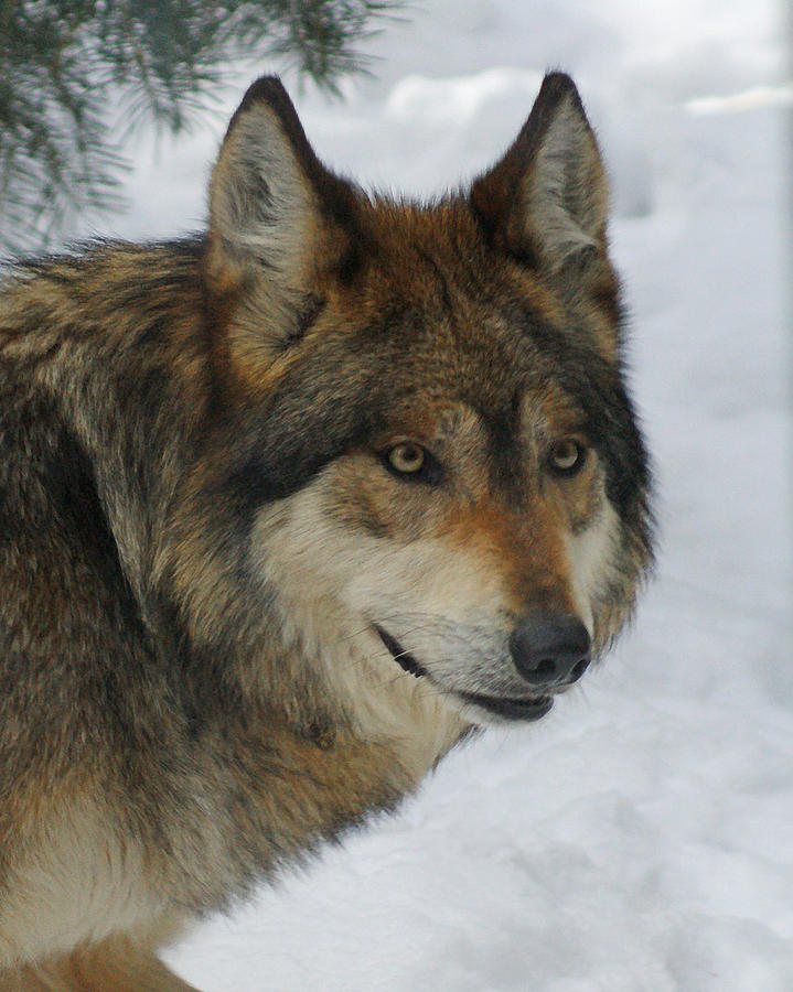 Wolf Digital Art - The Wolf 2 by Ernie Echols Wolf Digital Art - The Wolf 2 by Ernie Echols