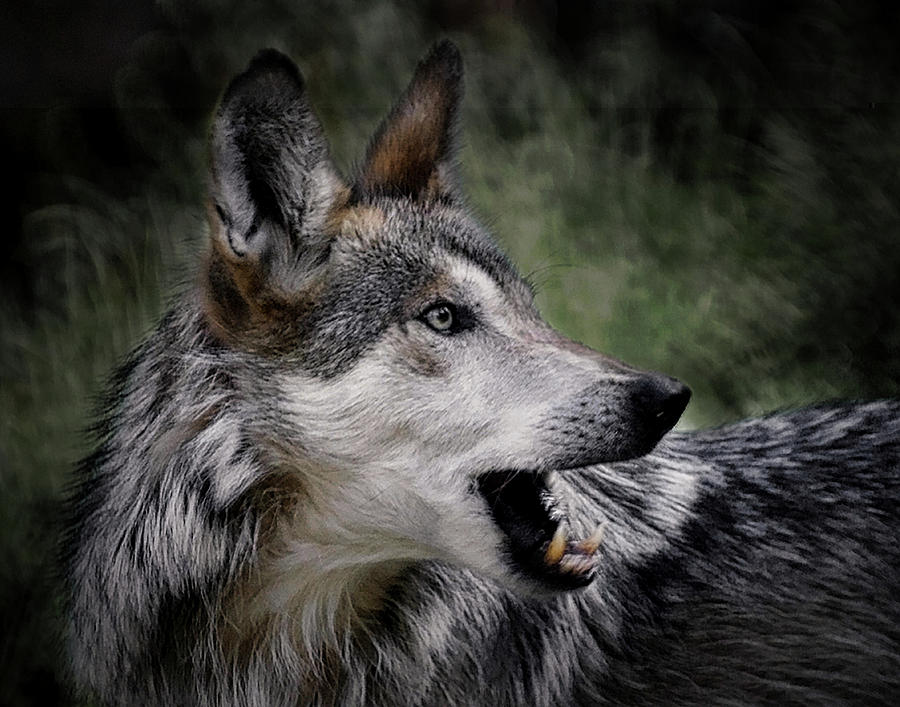 The Wolf 4a Photograph by Ernest Echols