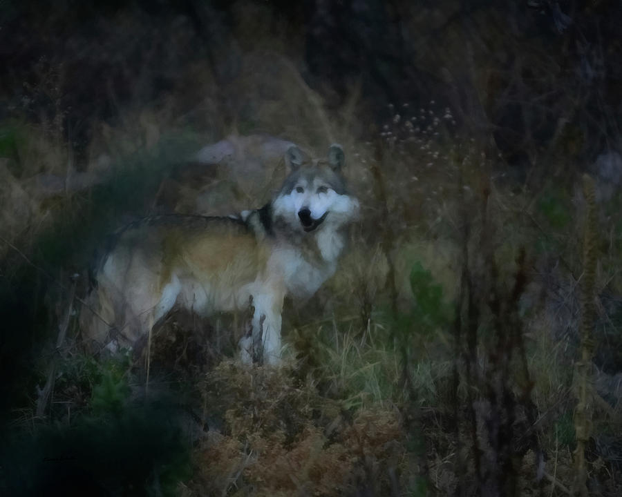 The Wolf Digital Art by Ernest Echols