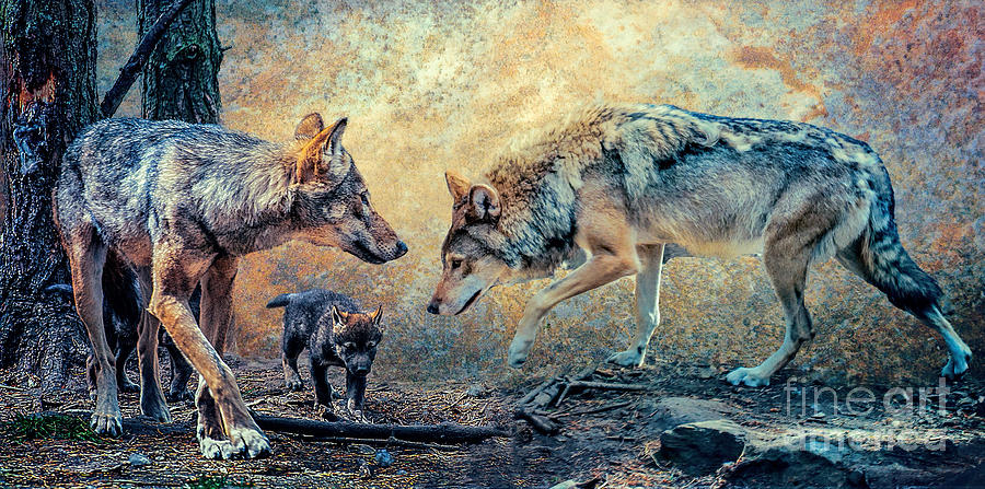 The Wolf Family Photograph by Brian Tarr