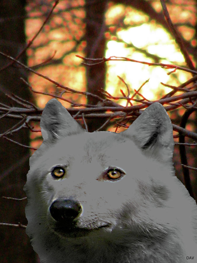 The Wolf Glows Within Photograph by Debra     Vatalaro