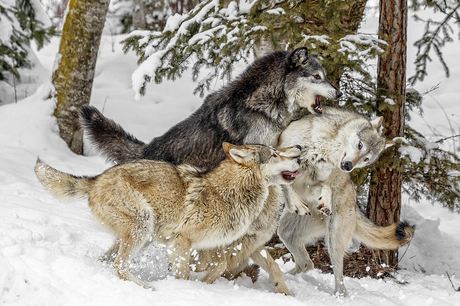 The Wolf Pack Photograph by Wes and Dotty Weber