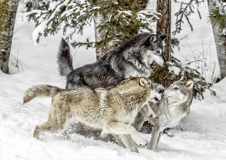 The Wolf Pack II Photograph by Wes and Dotty Weber