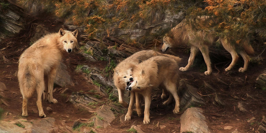 Wolves Photograph - The Wolf Pack by Lori Deiter